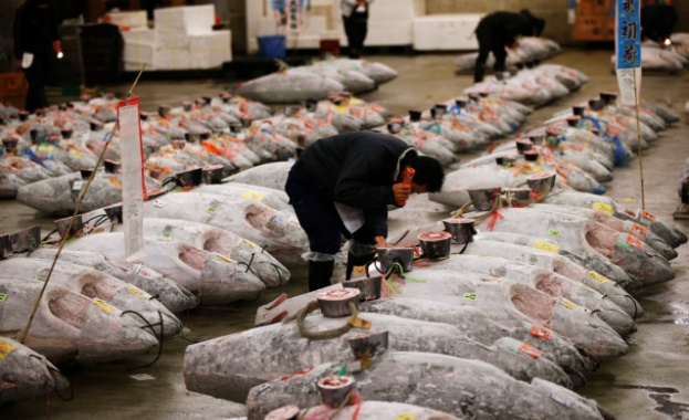 Риба тон с тегло 405 килограма беше звездният лот на