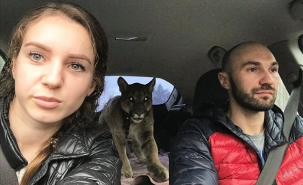 Пумата Меси е гальовното коте в дома на семейство в