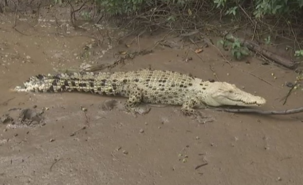 На необичайна атракция стават свидетели жители и посетители в Северна