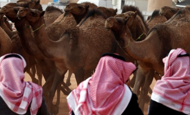 Дванадесет животни бяха дисквалифицирани от годишния конкурс за най-красива камила