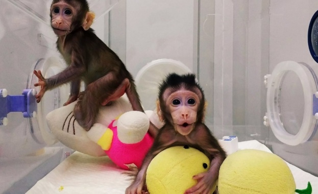 В Китай клонираха две майумини Маймуните са родени преди шест