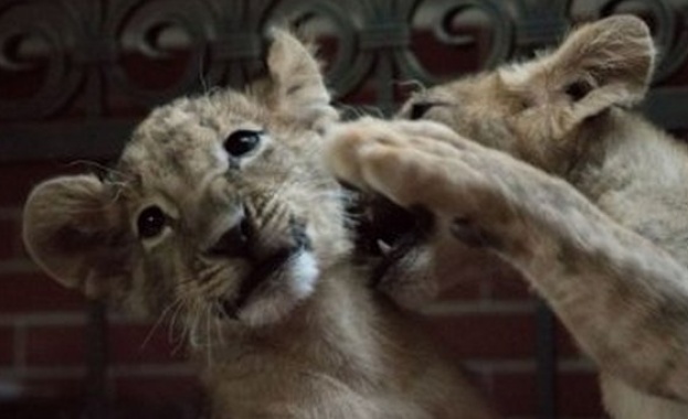 Природозащитници излизат отново на протест в защита на 4-месечните лъвчетата