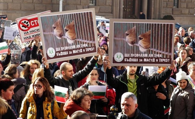 Протест пред Министерския съвет заради лъвчетата Масуд и Терез. Поводът