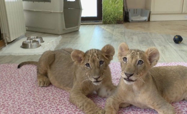 Двете лъвчета Терез и Масуд, които бяха спасени от зоопарка