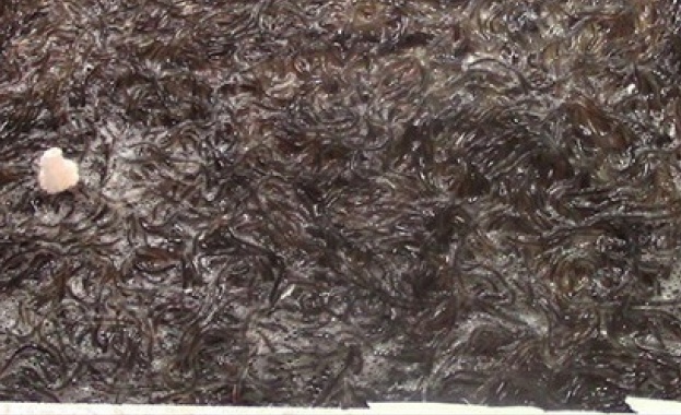 Испанската полиция е конфискувала 310 кг млади змиорки които е