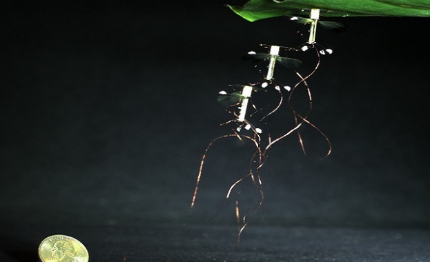 Американски учен смята, че дронове могат да опрашват селскостопанските култури,