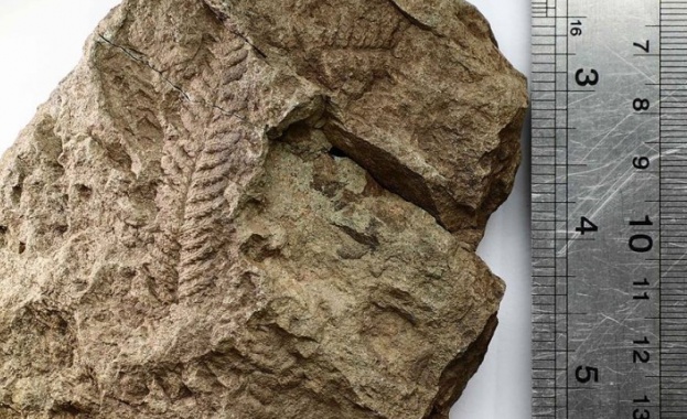 Български екип от геолози намери на Антарктида вкаменелости на растения