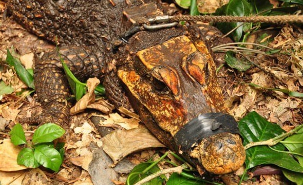 В тъмнината на пещера в централноафриканската страна Габон е открито