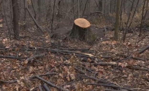 527 дървета бяха вандалски отсечени в столичната Борисова градина в