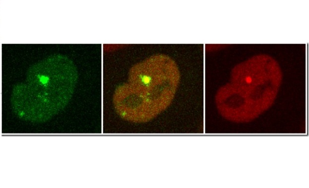 Мащабно изследване разкрива динамиката на 70 белтъка участващи в поправката