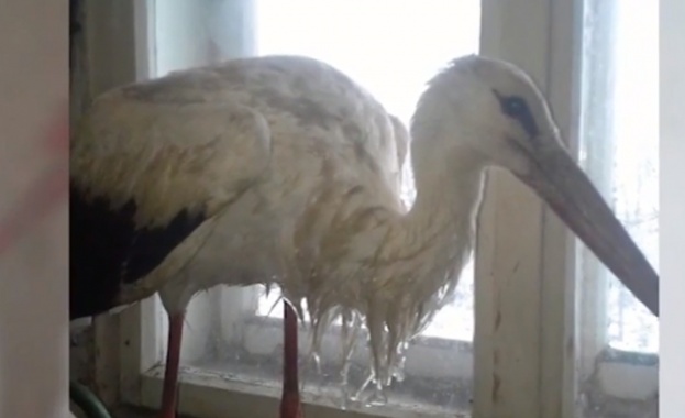 Рисково е да поощряваме хората да задържат бедстващите щъркели в