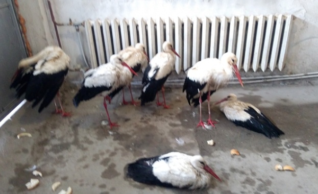Продължава спасяването на бедстващи щъркели които върналата се зима завари