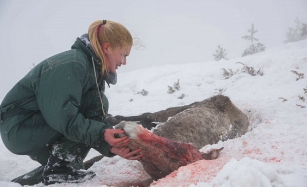 Собственик на стадо от 100 коня е изоставил животните без