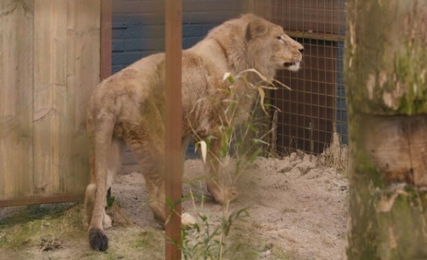 Лъвът Асен който беше спасен от разградския зоопарк пристигна в