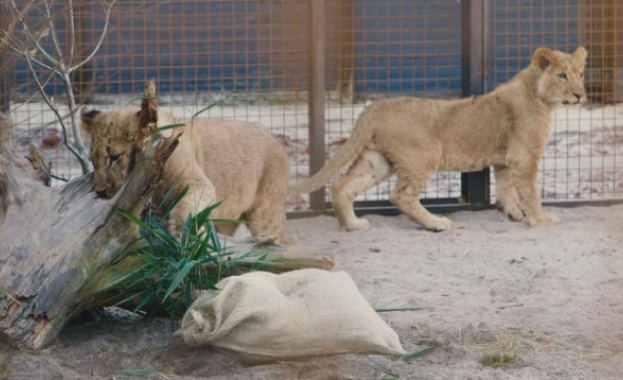 Здравословното състояние на лъвчетата Терез и Масуд които бяха спасени