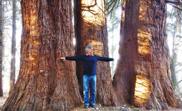 Трите 130-годишни секвои, които бяха българският кандидат за Европейско дърво