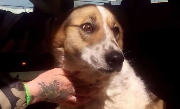 История за злото и доброто Такава е приказката на кучето