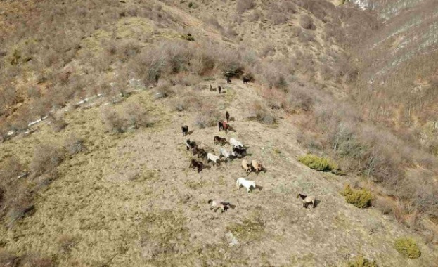 Откриха още 33 коня в Осоговската планина с дрон Те