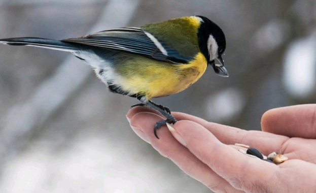 Мобилно приложение разпознава видове птици. SmartBirds е основно обновено и