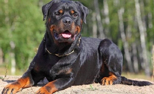 Появата на ротвайлер без стопанин и намордник в училищен двор