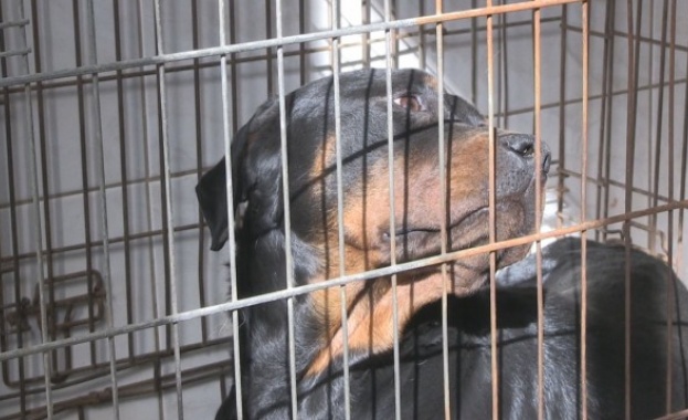 Появата на ротвайлер без стопанин и намордник в училищен двор