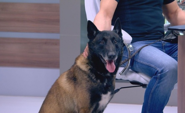 Не може да се твърди че има конкретни породи кучета