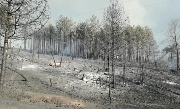 Започна залесяването на горските територии унищожени от големия пожар в