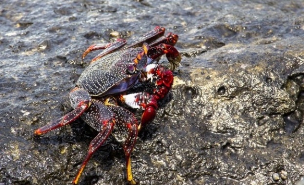 Пустинни раци скариди с блестящи очи и раци с мъхести