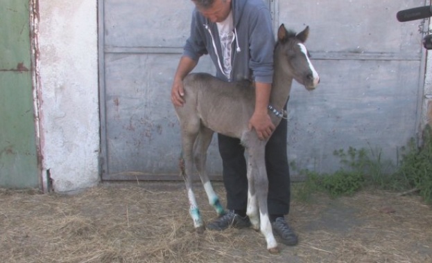 Домашни животни в Маджерито Старозагорско стават жертва на норки сигнализират