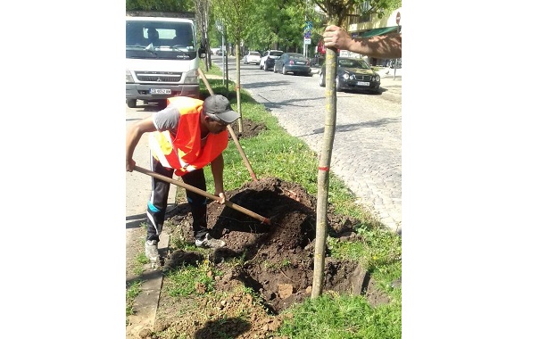 Със засаждането на 60 едрогабаритни дървета от вида габър стартира
