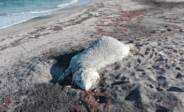 Мистерия с мъртви овни които морето изхвърля на брега вълнува