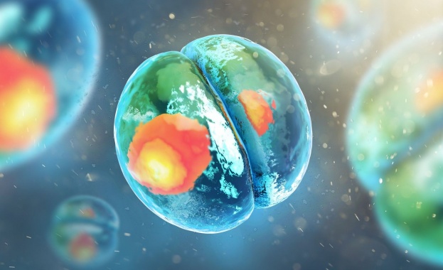Учени създадоха синтетични ембриони 