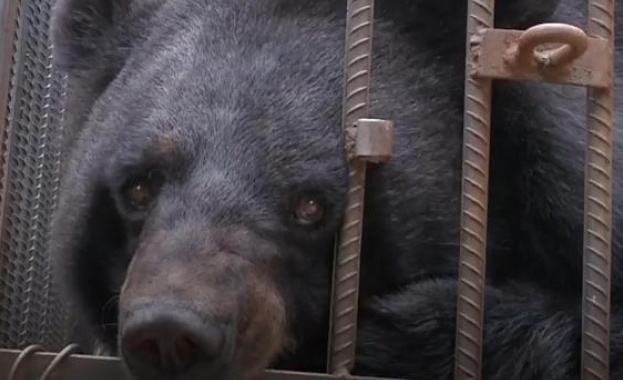 Китайката Су Юн преди две години решила да си купи