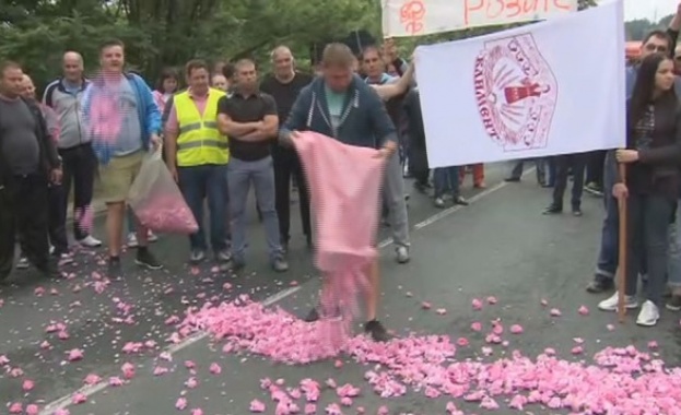 Десетки производители на рози в Карловско застанаха срещу ниската изкупна