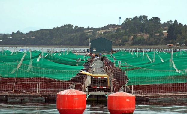 Цената на норвежката сьомга през май достигна рекордните 76 09 крони