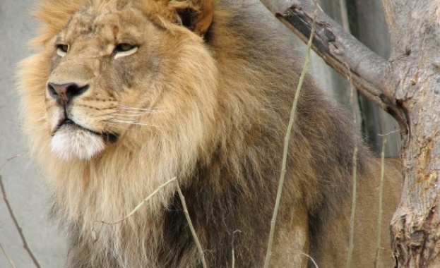 Два лъва два тигъра ягуар и мечка избягаха от частен