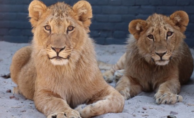 Лъвовете Терез и Масуд които бяха спасени от зоопарка в