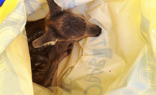 Сърне на цена 5 лв продадоха на човек в София