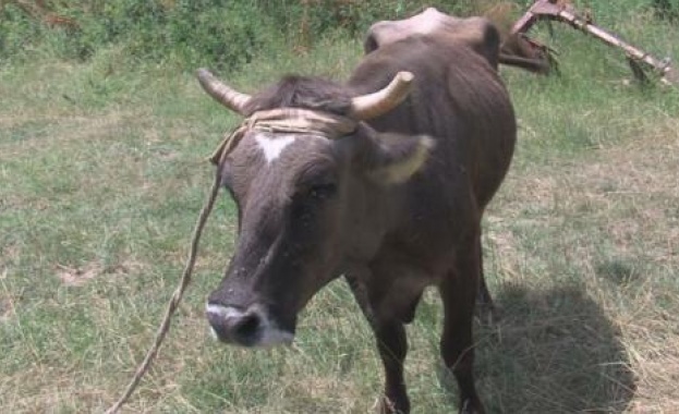 Новинарските емисии на телевизиите проявяват трогателна грижа за кравата Пенка