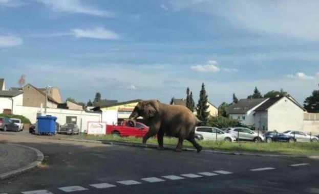 Слон избяга от цирк и се разходи кротко из град