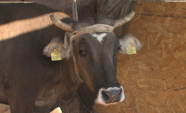 Лабораторните анализи на кравата пребивавала 15 дни в Сърбия и