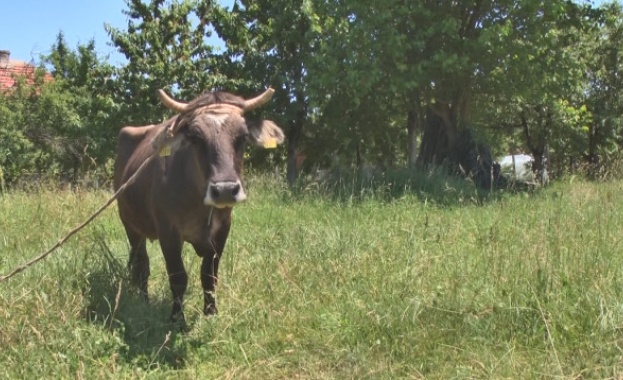 Казусът с кравата Пенка е четвърти гаф на Българската агенция