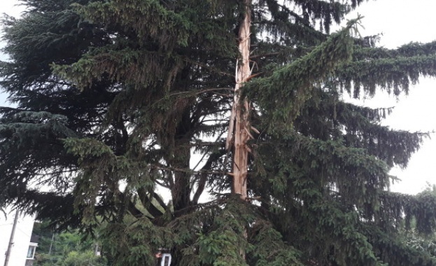 Мълния разцепи на две 50 годишно дърво край сградата на кметството