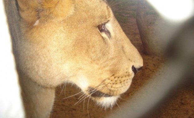 Лъвица избяга от клетката си в зоопарк в Белгия и