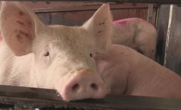 В ямболското село Воден е открито огнище на чума при