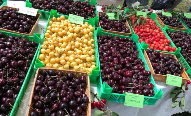 Реколтата от ранни череши в Пловдивско е почти напълно унищожена