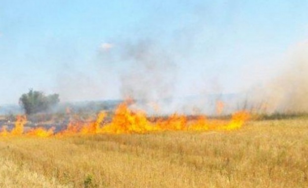 Около 190 декара от житен блок с пшеница намиращ се