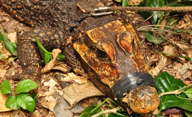 В Габон страна известна с геоложкото си разнообразие и