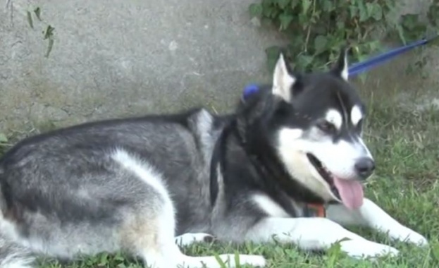 Домашно хъски Хаус откри изчезнала жена в безпомощно състояние и