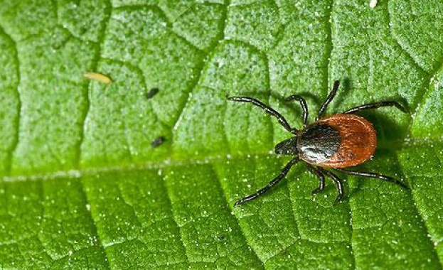 Два пъти повече са случаите на лаймска болест у нас